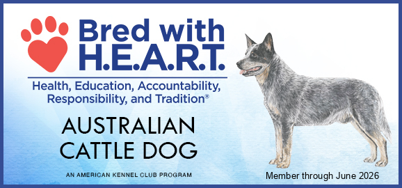 Breeder of quality health tested AKC registered Australian Cattle Dogs ...
